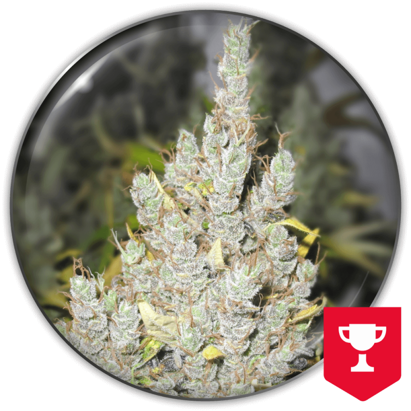 2046 Medical Seeds