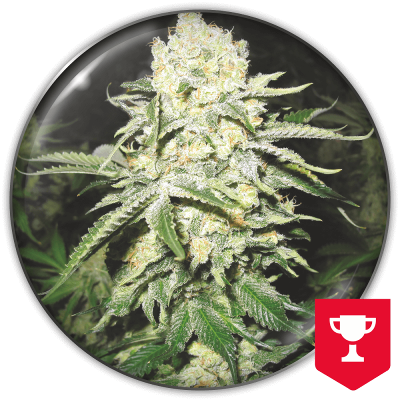 No Name Medical Seeds
