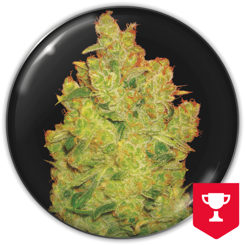 Jack La Mota - Medical Seeds