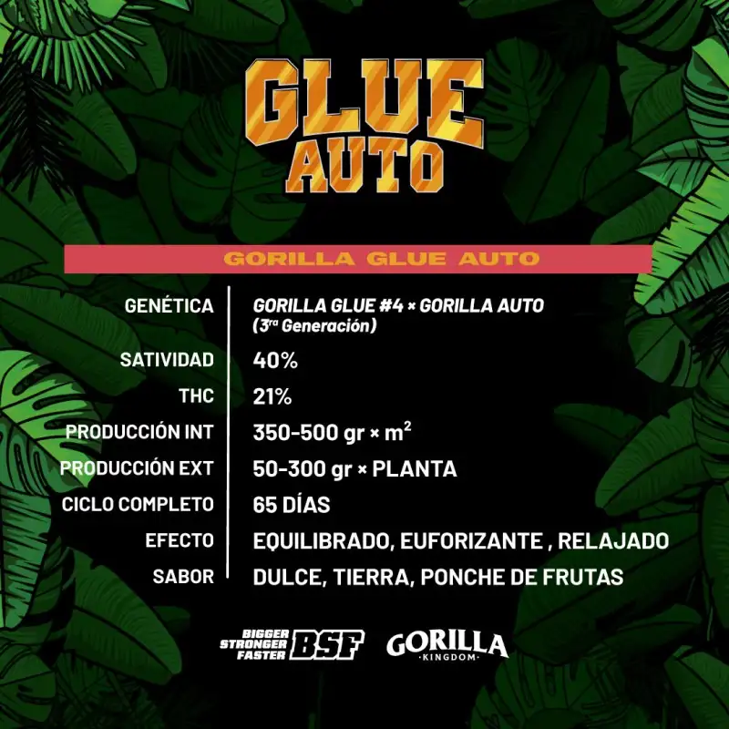 Gorilla Glue Auto x12 BSF