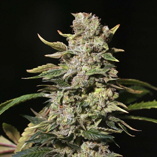 TNT Kush Eva seeds 3+1