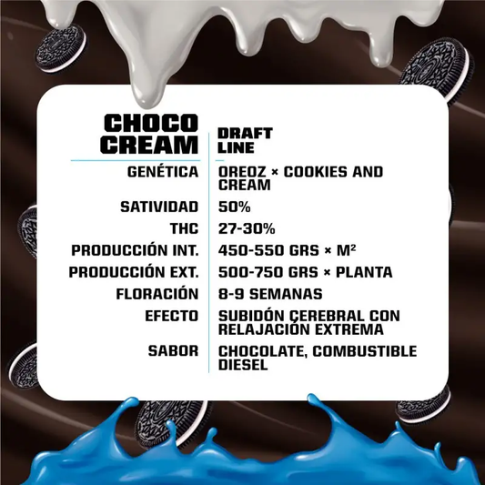 Choco Cream Feminized x4 – BSF Seeds