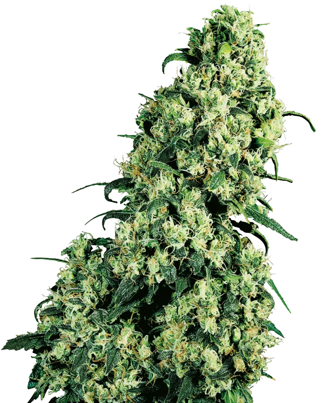 SKUNK #1 - Sensi Seeds x10