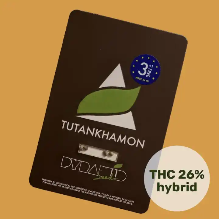 Tutankhamon - Pyramid seeds 3+1