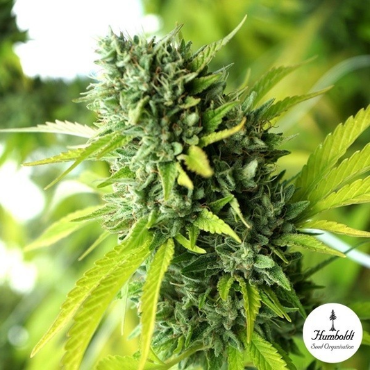Mango OG Auto de Humboldt Seeds Organization