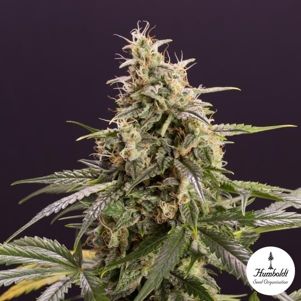 Chem-Bomb Auto Humboldt Seeds