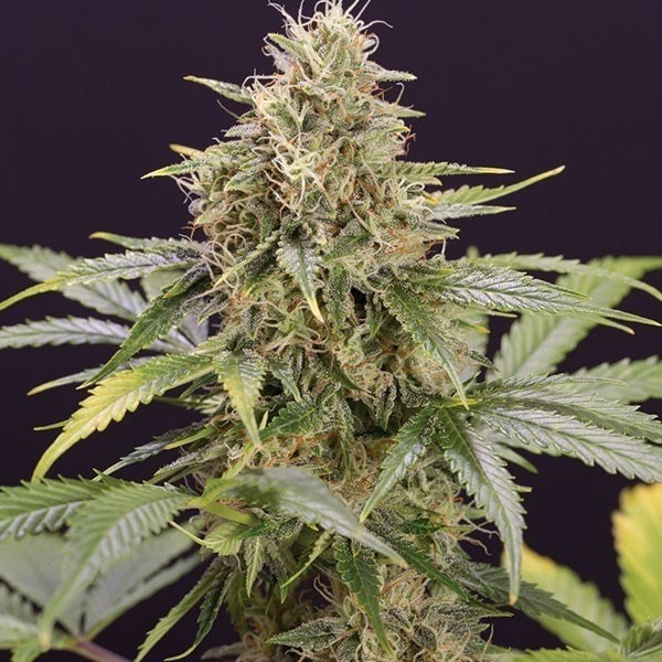 Chocolate Mint Og Auto Humboldt Seeds