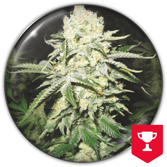 No Name Medical Seeds