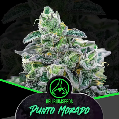 Punto Morado Auto x4 Delirium Seeds