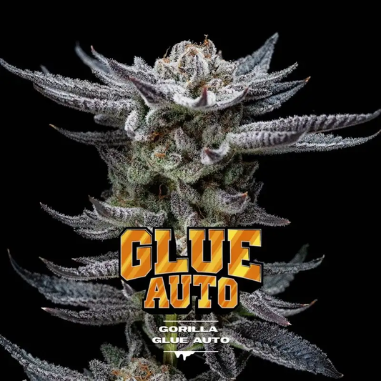 Gorilla Glue Auto x12 BSF