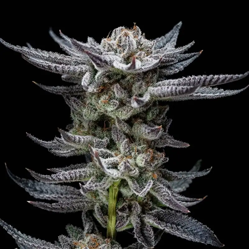 Gorilla Glue Auto x12 BSF