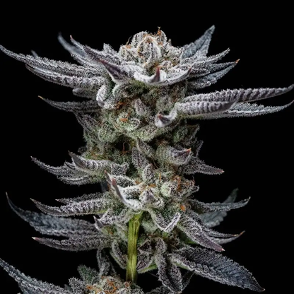 Gorilla Glue Auto x12 BSF