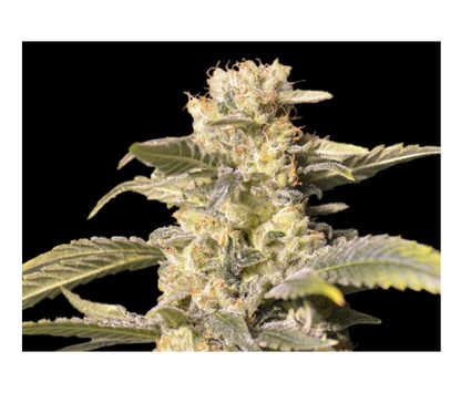 TNT Kush CBD (3+1u)