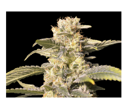 TNT Kush CBD (3+1u)
