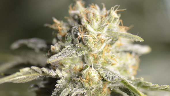 TNT Kush CBD (3+1u)