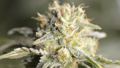 TNT Kush CBD (3+1u)