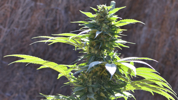 TNT Kush CBD (3+1u)