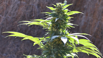 TNT Kush CBD (3+1u)