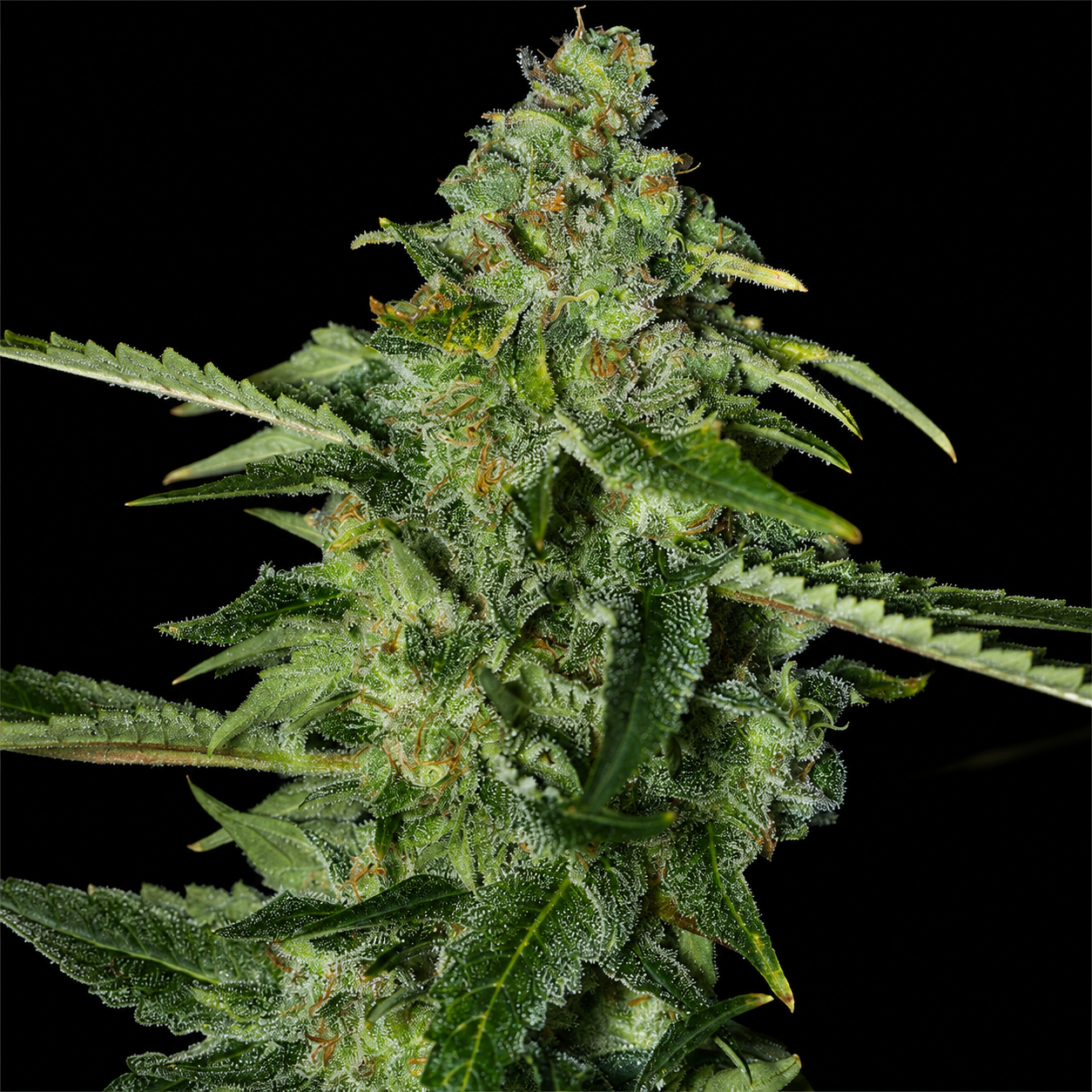 TNT Kush CBD (3+1u)