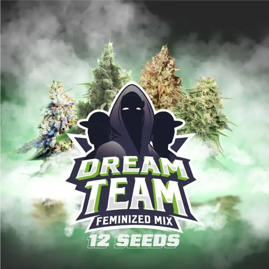 Dream Team Feminized Mix x12 – BSF Seeds