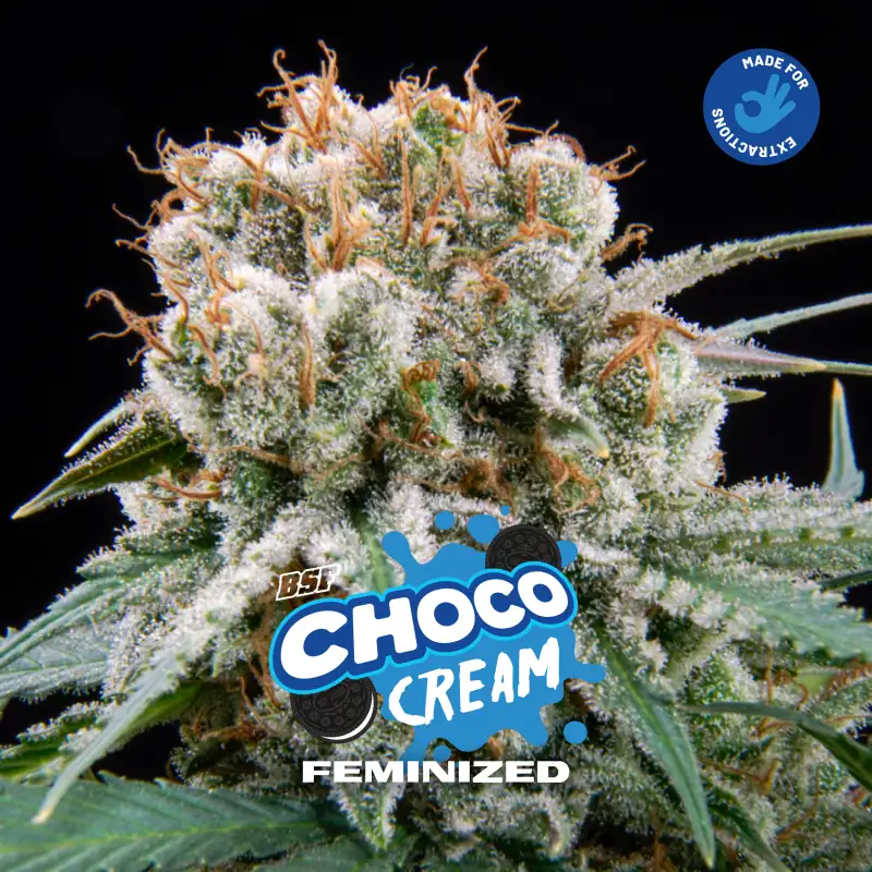 Choco Cream Feminized x4 – BSF Seeds