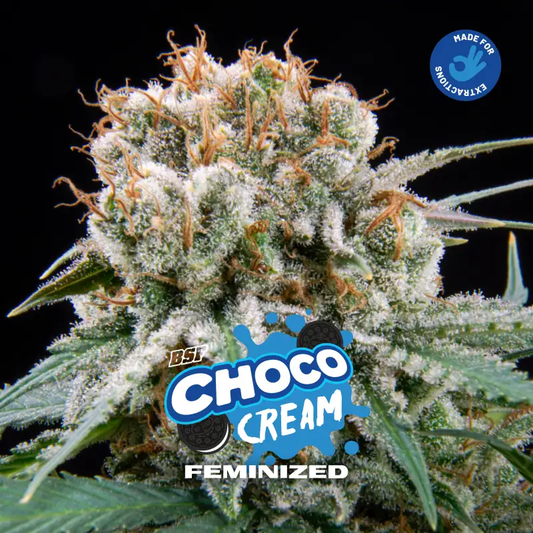 Choco Cream Feminized x4 – BSF Seeds