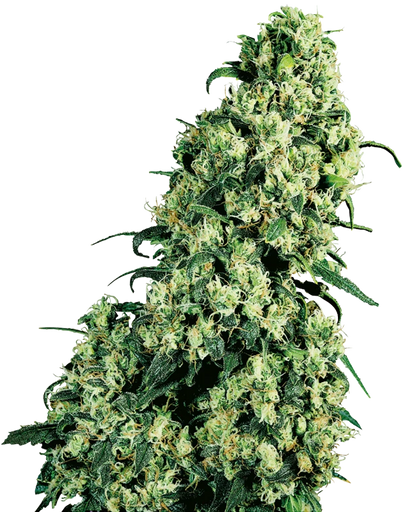SKUNK #1 - Sensi Seeds x10