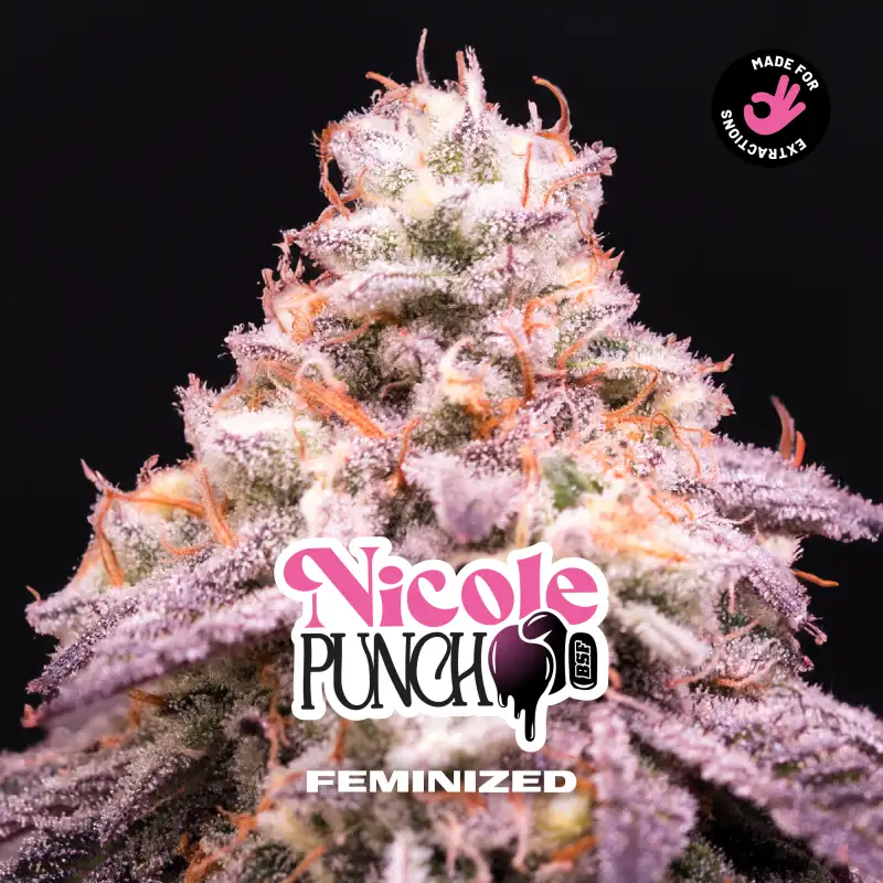Nicole Punch Feminizada BSF Seeds X4