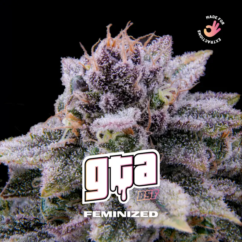 GTA Feminizada BSF Seeds X4