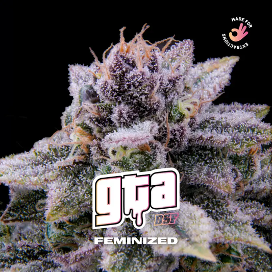 GTA Feminizada BSF Seeds X4