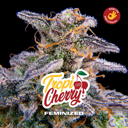 Tropicherry Feminizada BSF Seeds X4