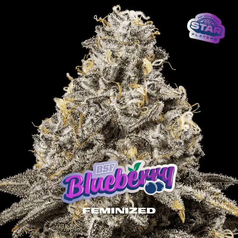 Blueberry Feminizada BSF Seeds X4