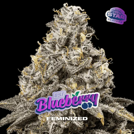 Blueberry Feminizada BSF Seeds X4