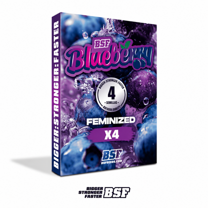 Blueberry Feminizada BSF Seeds X4
