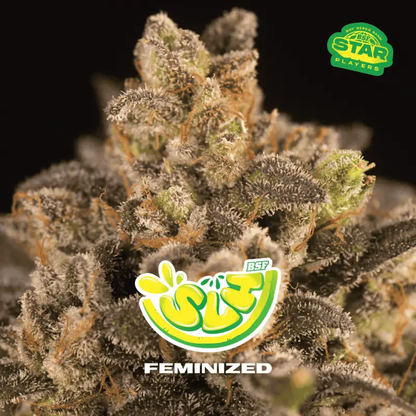 SLH Super Lemon Haze Feminizada BSF Seeds X4