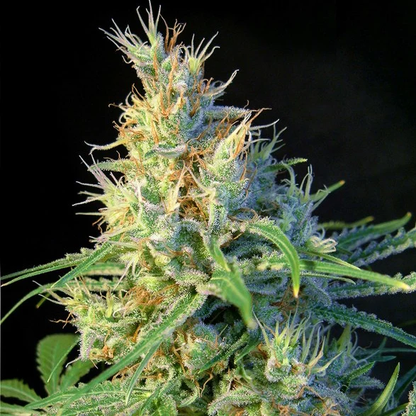 Psicodelicia® Feminizada Sweet Seeds 3+1