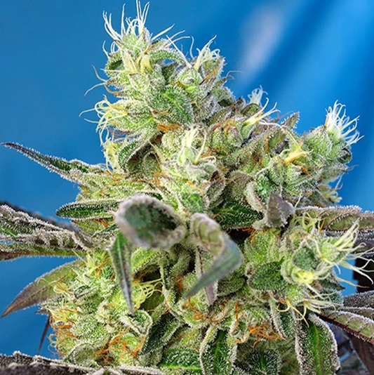 Do-Sweet-Dos® Sweet Seeds 3+1