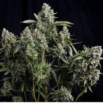 Tutankhamon - Pyramid seeds 3+1