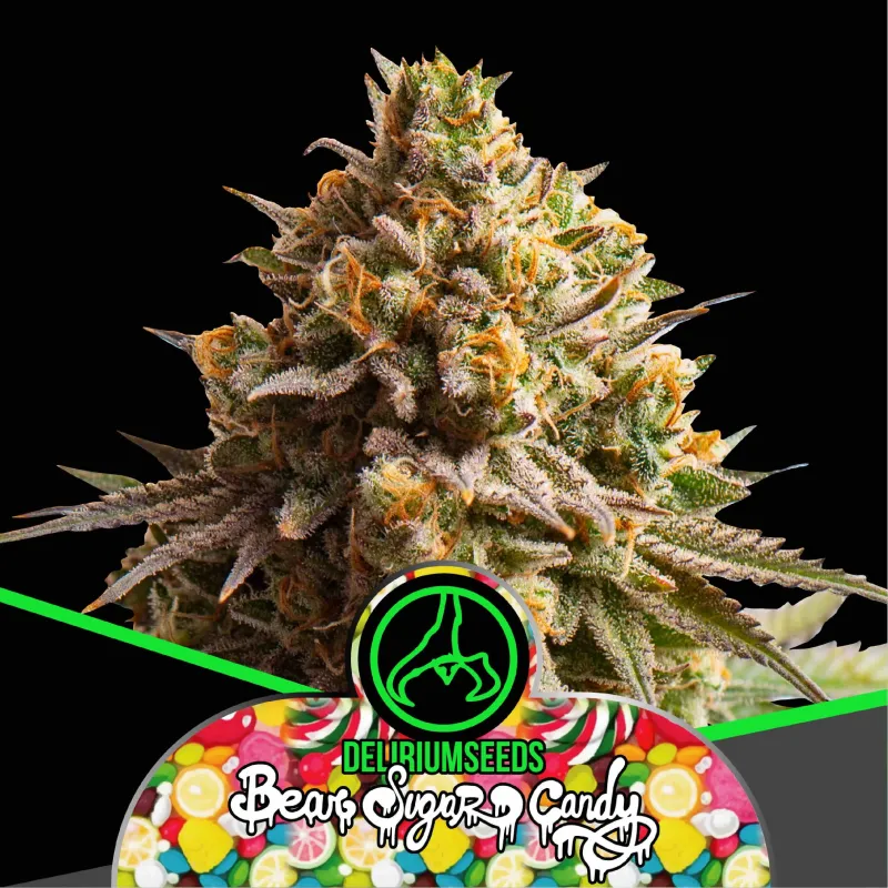 Bear Sugar Candy Fem X4 – Delirium Seeds