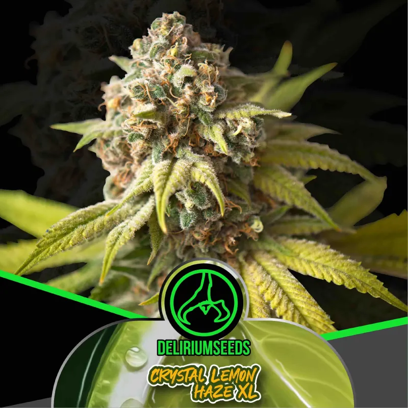 Crystal Lemon Haze XL Fast Version X4 – Delirium Seeds