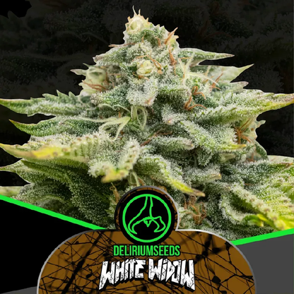 White Widow Feminizada x2 – Delirium Seeds