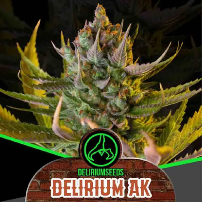 Delirium AK Fast Version X2 – Delirium Seeds