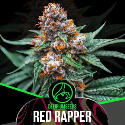 Red Rapper Feminizada x4 – Delirium Seeds