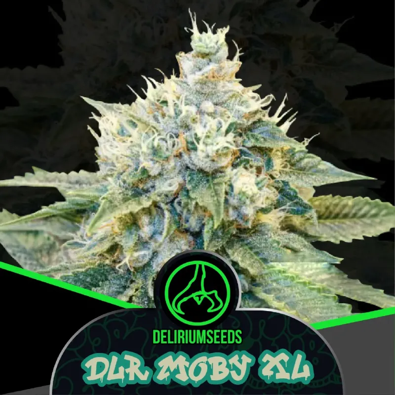 DLR Moby XL Fem X2 – Delirium Seeds