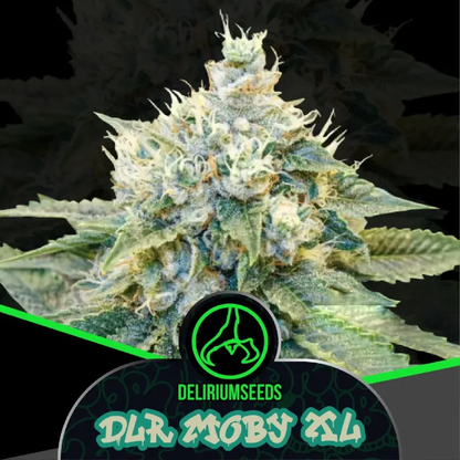 DLR Moby XL Fem X2 – Delirium Seeds