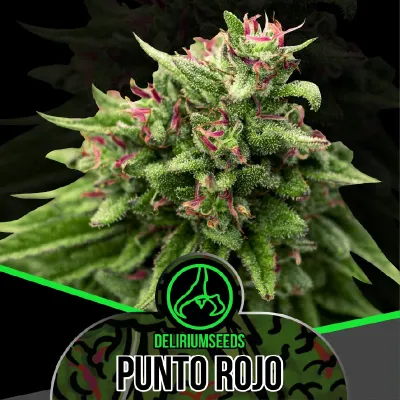 Punto Rojo Auto x2 – Delirium Seeds