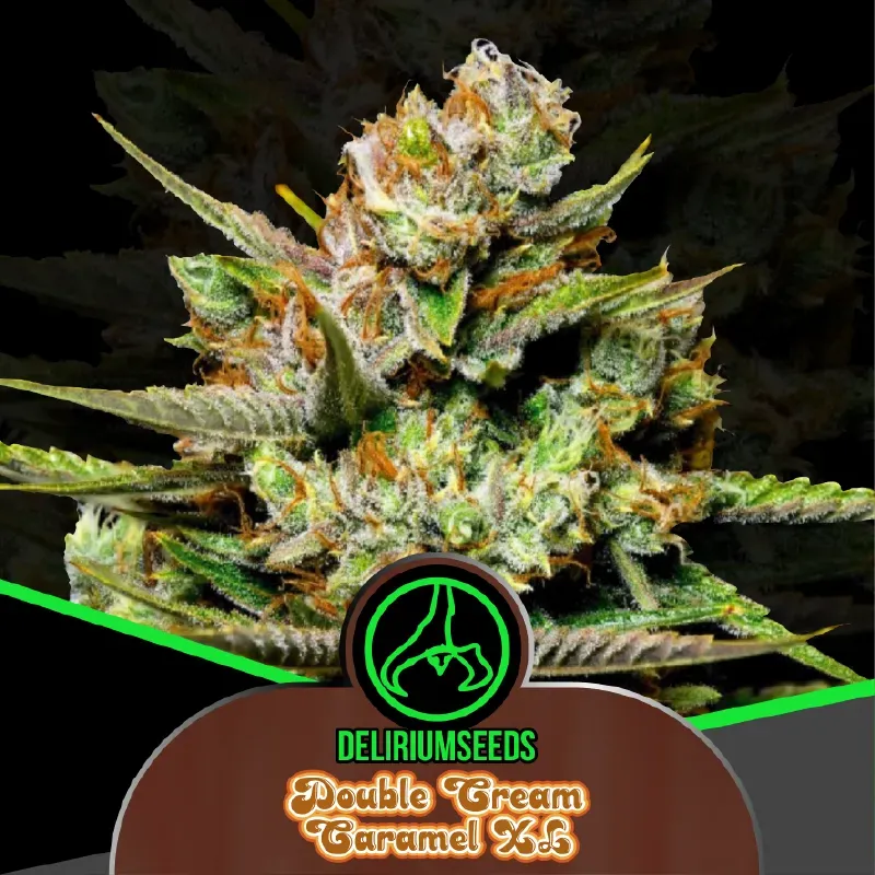 Double Cream Caramel XL Fem X2 – Delirium Seeds