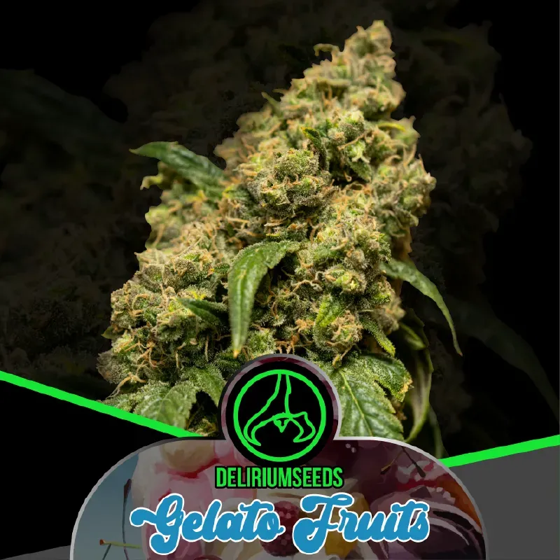 Gelato Fruits Fem X2 – Delirium Seeds
