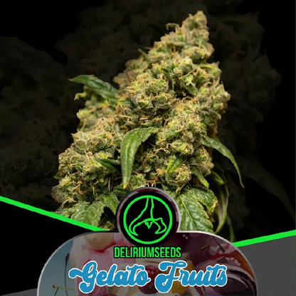 Gelato Fruits Fem X2 – Delirium Seeds