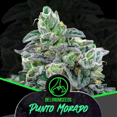 Punto Morado Fast Version x2 – Delirium Seeds